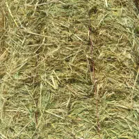 کاه شالی وگندم