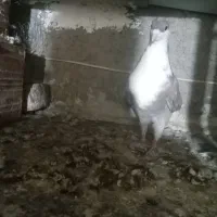 پرنده