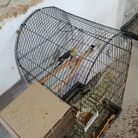 عروس هلندی مولد