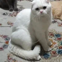 گربه اسکاتیش نر