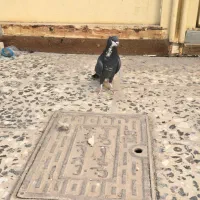 کبوتر معاوضه باپرنده زینتی|پرنده|اصفهان, باغ فدک|دیوار