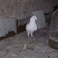 کفتر نر