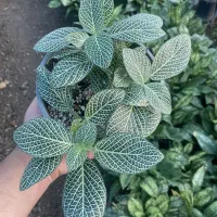 فتونیا سبز و قرمز