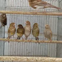 جوجه موزاییکی و گلاستر