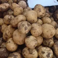 سیب زمینی بذری کلاس ۴۰۲ و ۴۰۳|خدمات باغبانی و درختکاری|گرگان, |دیوار