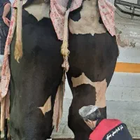 گوساله گوشتی نقدی