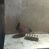 کله ای یه تیکه|پرنده|آبادان, |دیوار