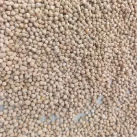 فروش نخود تازه درجه 1