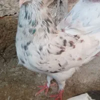 تعدادی کبوتر پرشی بهشرط زرندیه|پرنده|زرندیه, |دیوار