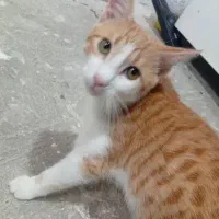 واگذاری رایگان گربه