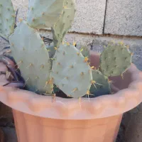 گلدان های بزرگ گل پونه