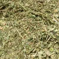 کاه لوبیا سبز بهتر از جو