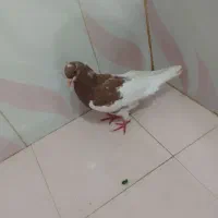 کفتر یال و دمبی|پرنده|شیراز, شریف‌آباد|دیوار