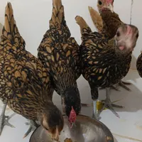 مرغوخروس نیمچه 4ماهه بالغ پولک منظم فوقلاده|حیوانات مزرعه|کرمانشاه, |دیوار