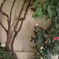 فروش ویلایی بلوار ولی عصر خیابان شهید طهماسبی