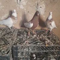 کفترطوق شازده نروماده بیضا