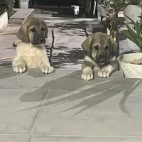 توله سگ پژدر