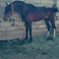 اسب عرب عراقی ۵ ساله