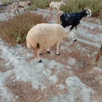 دوا|حیوانات|میناب, |دیوار