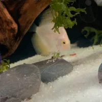 دیسکس ۲ اینچ و آنجل|ماهی|تبریز, |دیوار