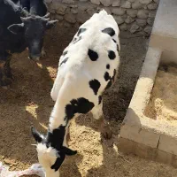 گوساله نر|حیوانات مزرعه|دهدشت, |دیوار