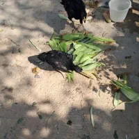 مرغ گلین|حیوانات مزرعه|اسلامشهر, کاشانک|دیوار