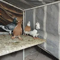 کبوتر|پرنده|اردبیل, |دیوار