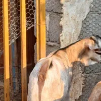 فروش نر سومال درجه یک|حیوانات مزرعه|بندرلنگه, |دیوار
