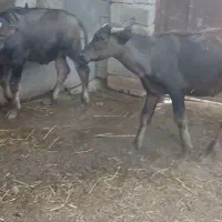 دوتا نر گاومیش جنس درجه یک