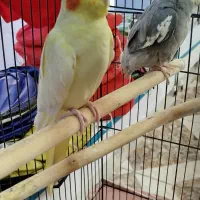 3عدد عروس هلندی لوتینو. نروماده کاملا دستی