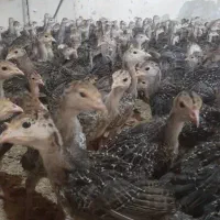 جوجه لهستانی پولند سلطان بوقلمون برنز ودان جوجه