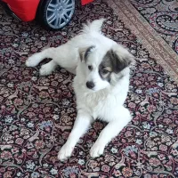 سگ اشپیتز شیتزو