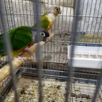 ملنگو،گرینجیگ،عروس مولدمعاوضه با متور سیکلت و نقره|پرنده|ارومیه, |دیوار