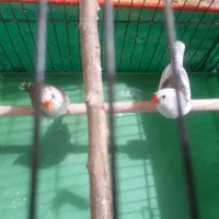 فنچ‌‌مواد|پرنده|کرمان, |دیوار