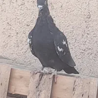 یه جفت جوجه سینه سیاه و قهوه ای