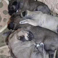 توله ماده پژدر