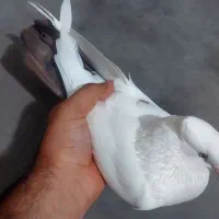 پرنده کله ای سور دومبی|پرنده|کهنوج, |دیوار