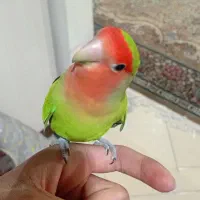 طوطی کوتوله|پرنده|گلبهار, شهر جدید گلبهار|دیوار