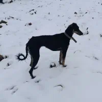 توله تازی|سگ|مشکیندشت, |دیوار