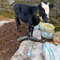 گوساله ماده سیمینتال