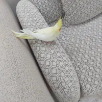 عروس هلندی لتینو