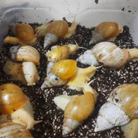 فروش حلزون درمانی