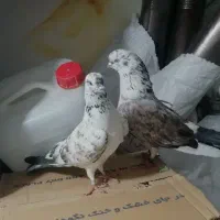 یه جفت کفتر شمرونی کله پفکی ساعت سنگین به سرط