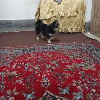 سگ پامر خرسی