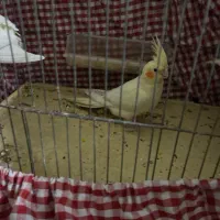 عروس هلندی|پرنده|تهران, تهرانسر مرکزی|دیوار