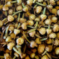 انواع ترشیجات و شوریجات طبیعی