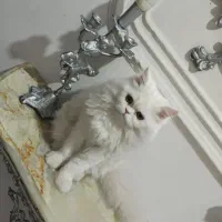 گربه ملوس و دوس داشتنی|گربه|ارومیه, |دیوار