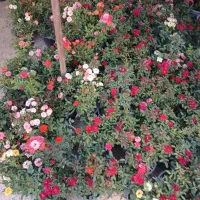 خدمات باغبانی درخت کاری و گل در تمام نقاط تهران|خدمات باغبانی و درختکاری|تهران, پاسداران|دیوار