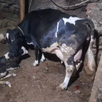 گاوشیری جوان شگم ۳وم ۲۵ گیلو شیر گوساله ماده