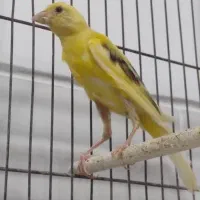 فروش قناری سرخ و شتری سرخ و پرتقالی|پرنده|مرودشت, بیست متری بیمارستان|دیوار